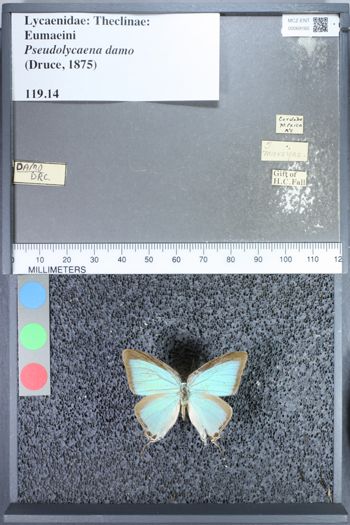 Media type: image;   Entomology 69165